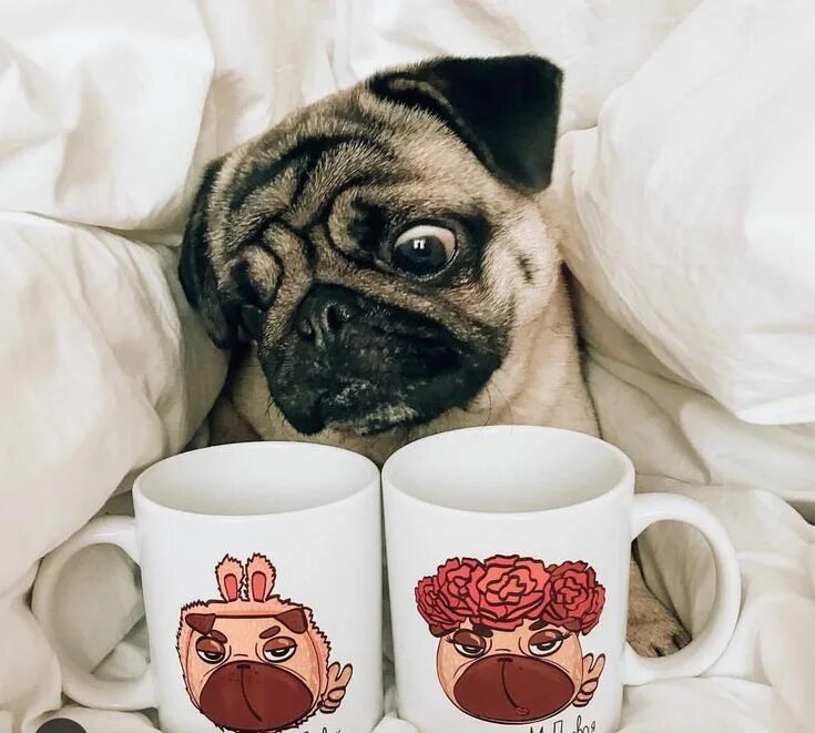 Прекрасного утра с животными картинки If you want to get a cup and don’t know from which one to choose.. Pugs, Funny d