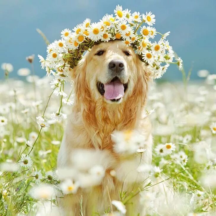 Прекрасного утра с животными картинки These Golden Retriever Pics Are Doggone Cute! Beautiful dogs, Cute dogs, Animals