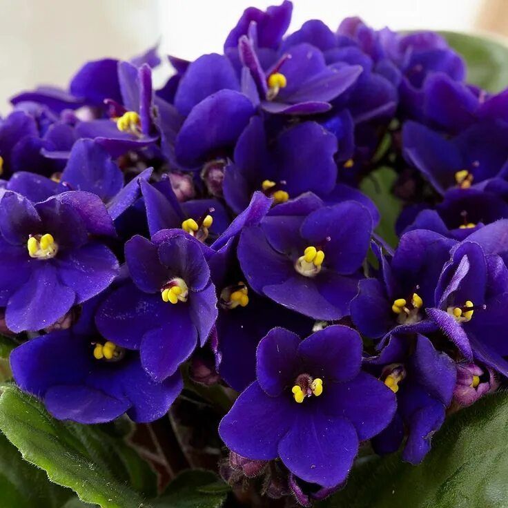 Прекрасные фиалки фото Saintpaulia 'Top Dark Blue' - African violet Violet plant, African violets plant