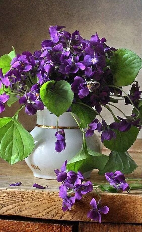 Прекрасные фиалки фото Pin by Éva Rétfalvi on Photo Purple flowers, Beautiful flowers, Pretty flowers