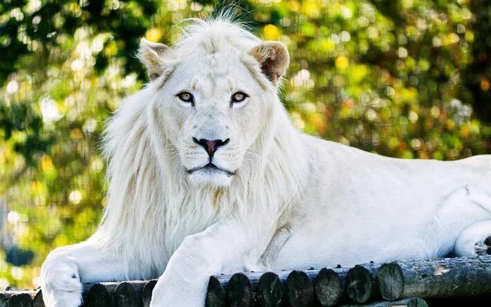 Прекрасные животные картинки white lion, predators, zoo, king of beasts White lion, White lion images, Lion w