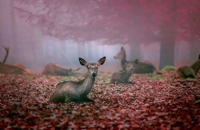 Прекрасные животные картинки 57 Animals Enjoying Autumn Magic Autumn animals, Cute animals, Animals