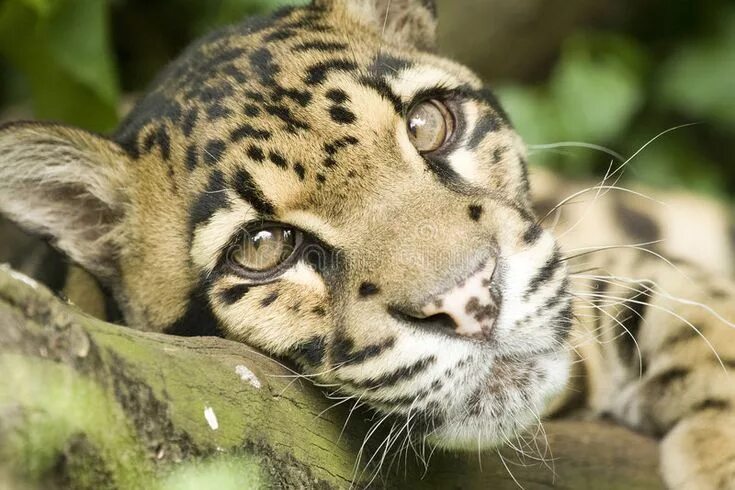 Прекрасные животные картинки Clouded Leopard stock photo. Image of santiago, rare, june - 7352002 Clouded leo