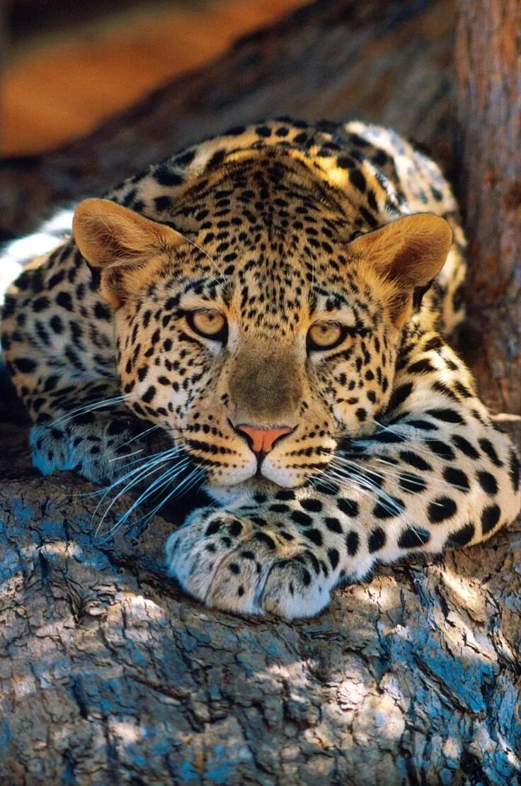 Прекрасные животные картинки Leopard...... - Pixdaus Animals wild, Beautiful cats, Cute animals