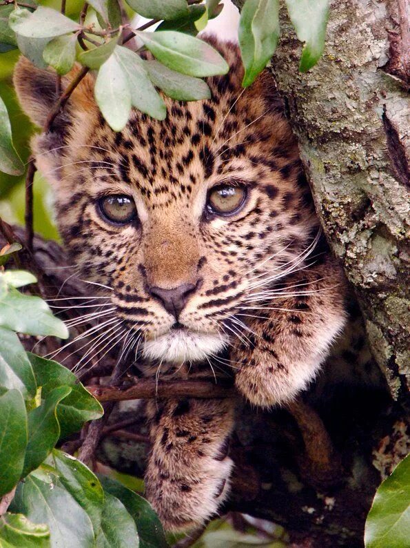 Прекрасные животные картинки trees-stars-seas: l-unaspirit: Cute Leopard Cub!! by Sette Rocco Animals beautif