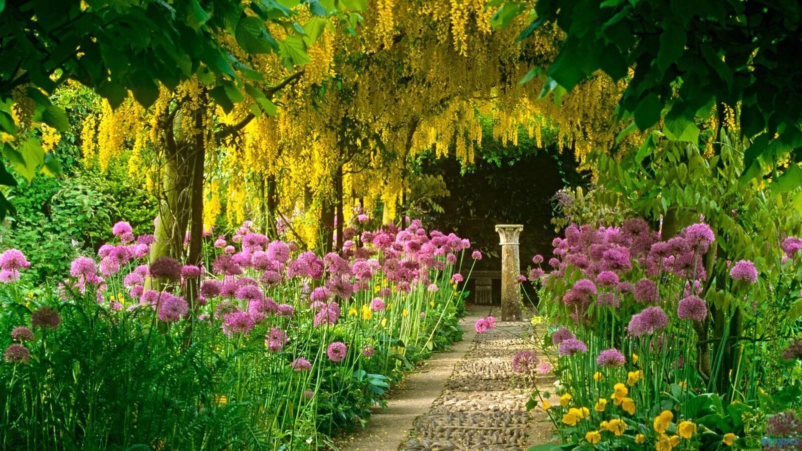 Прекрасный сад фото Golden chain trees and allium - beautiful Beautiful gardens, Beautiful flowers g