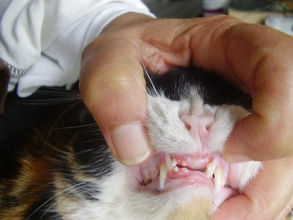 Премоляры у котят фото Tabby's missing front teeth I decided to check my cat's mo. Flickr