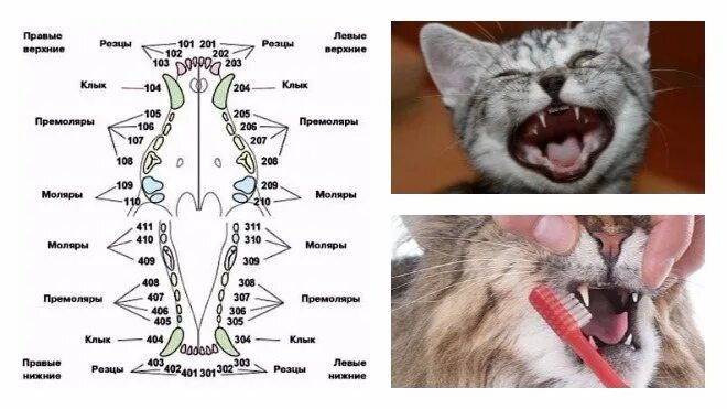 Премоляры у котят фото Картинки В КАКОМ ВОЗРАСТЕ У КОШЕК МЕНЯЮТСЯ