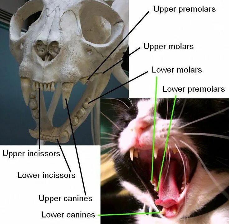 Премоляры у котят фото Cats In Space #CatsStandingUp Cat anatomy, Cats, Wild cats