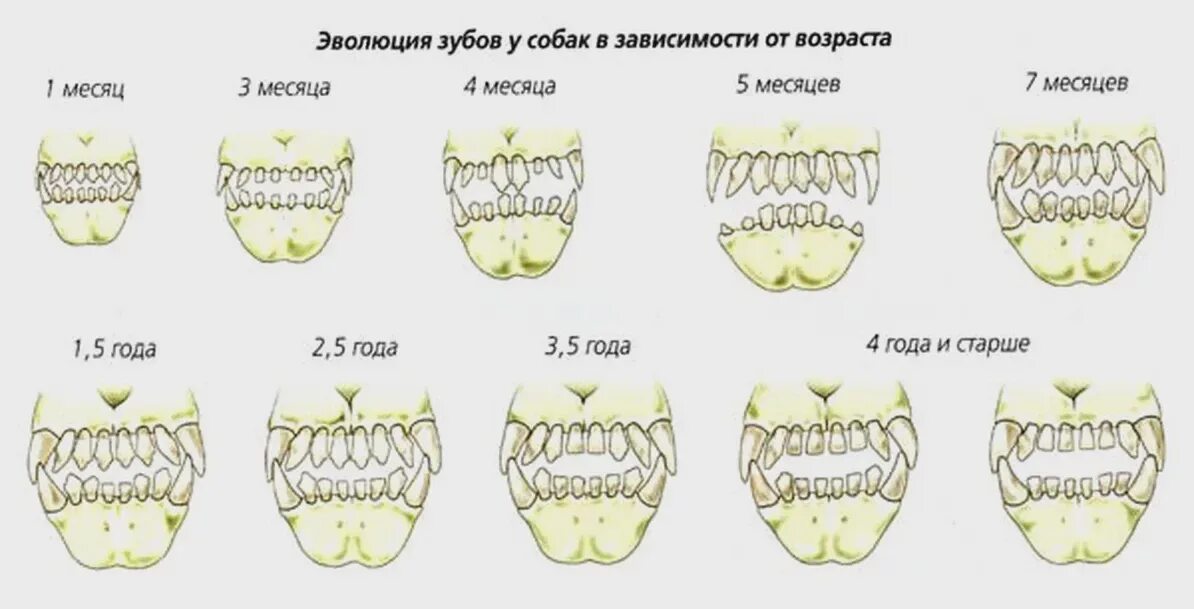 Премоляры у щенков фото Milk teeth in a dog: when they appear and when they change to root Do you know h