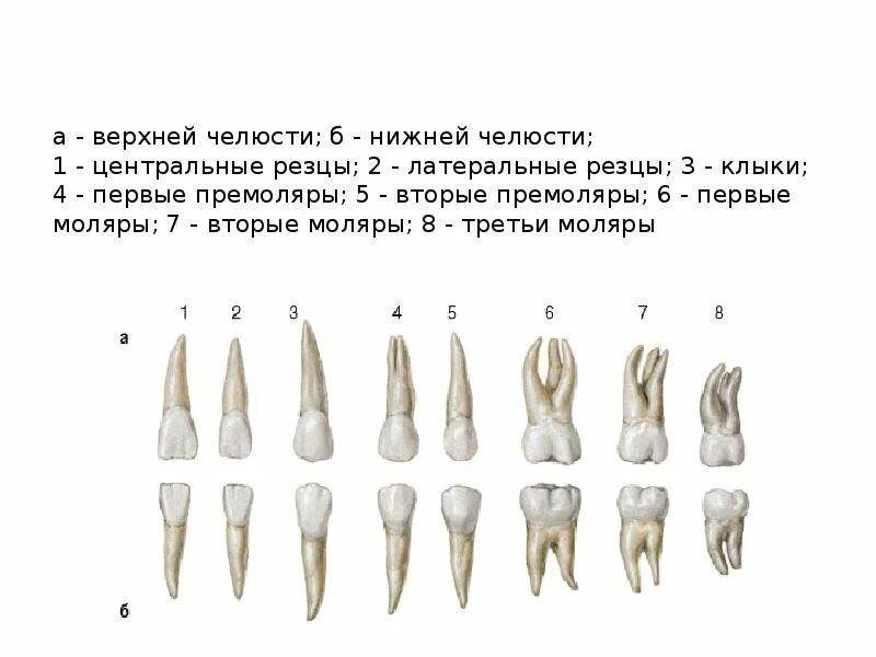 Премоляры верхней челюсти фото Картинки ВТОРЫЕ МОЛЯРЫ ВЕРХНЕЙ ЧЕЛЮСТИ