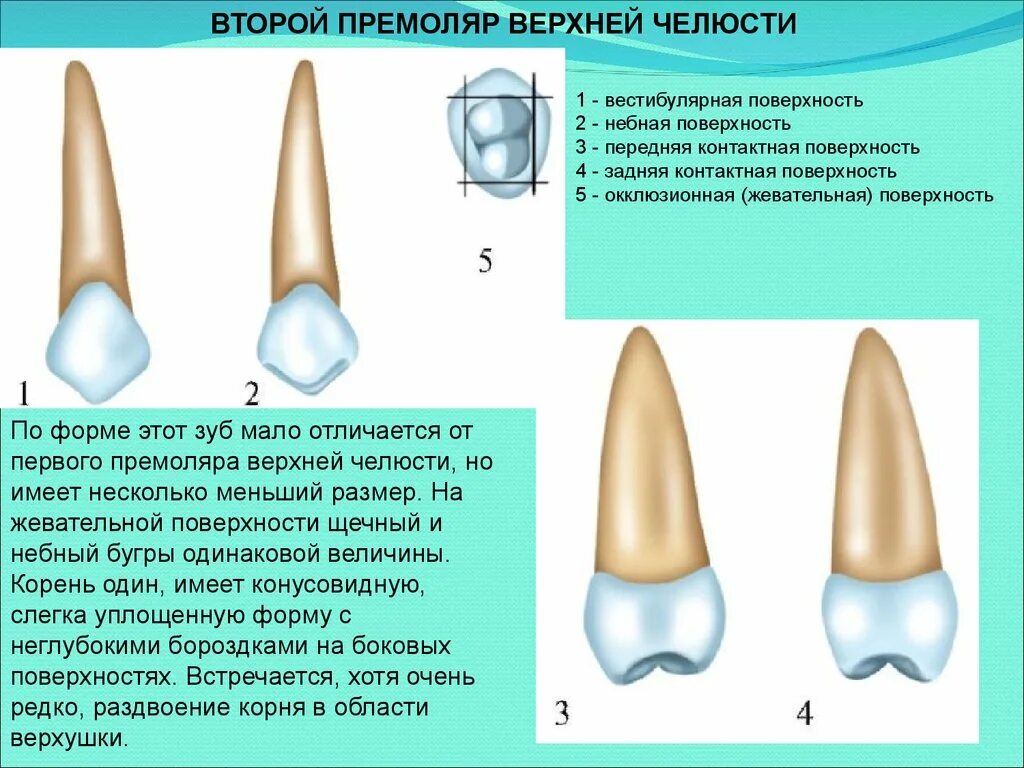 Премоляры верхней челюсти фото Резец второй зуб