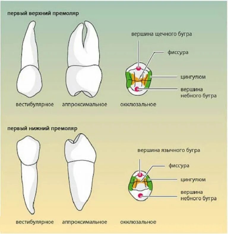 Премоляры верхней челюсти фото Премоляры верхней и нижней челюсти, факторы их разрушения