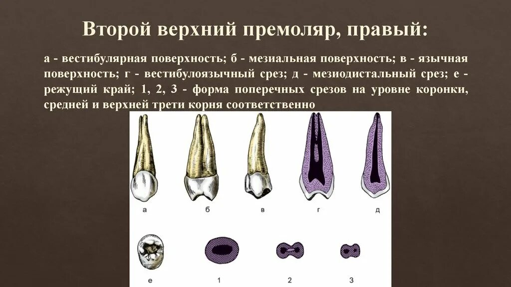 Премоляры верхней челюсти фото Первый премоляр нижней челюсти рисунок