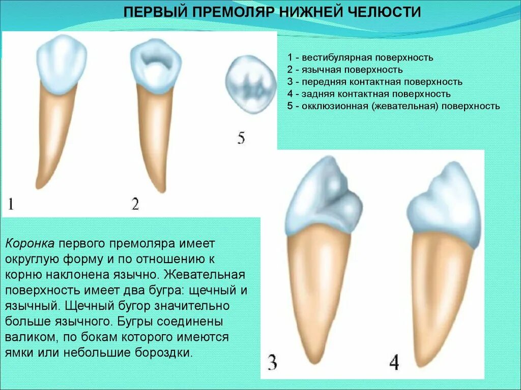 Премоляры верхней челюсти фото Зуб 1.4