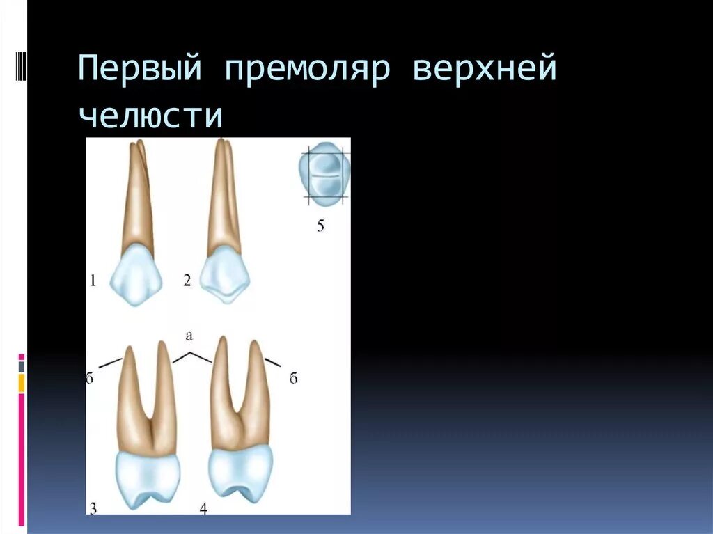 Премоляры верхней челюсти фото Корни премоляров верхней челюсти: найдено 75 картинок