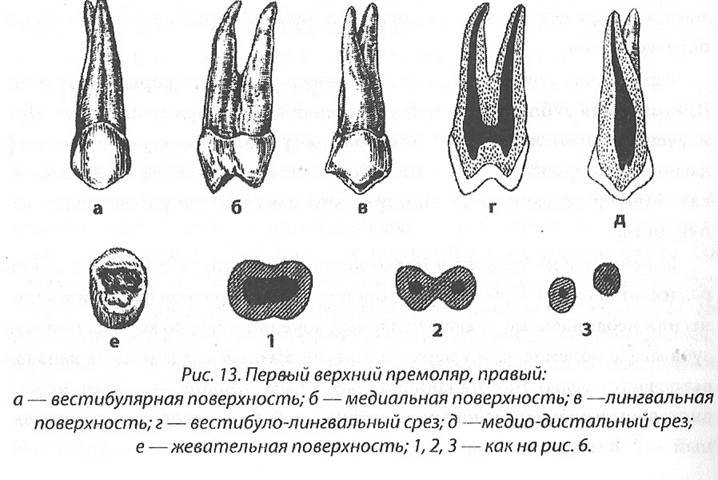 Премоляры верхней челюсти фото Медиальная полость зуба