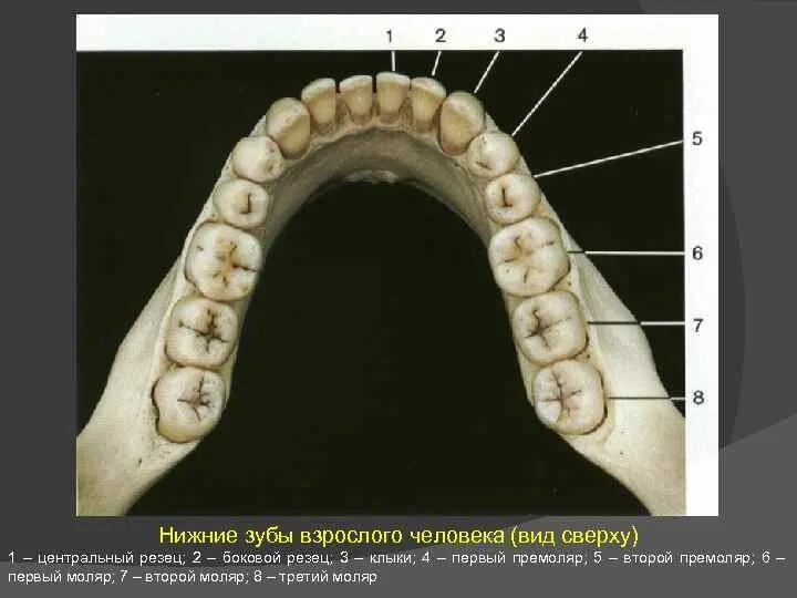 Премоляры верхней челюсти фото Зуб 5 верхний