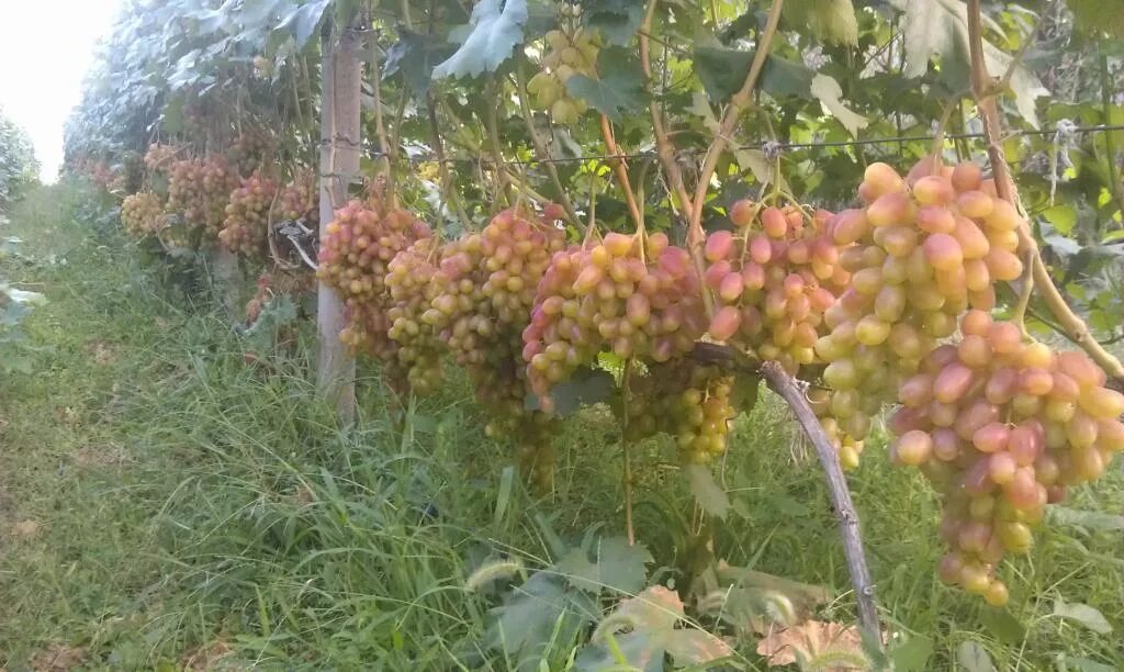 Преображение виноград фото Тройка Крайнова: Виктор, Преображение и Юбилей Новочеркасска - Сторінка 389 - фо