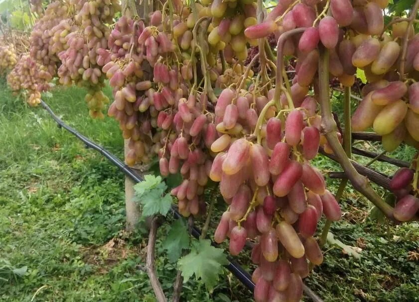 Преображение виноград фото Виноград Преображение: описание сорта, фото, отзывы Выращивание фруктовых деревь