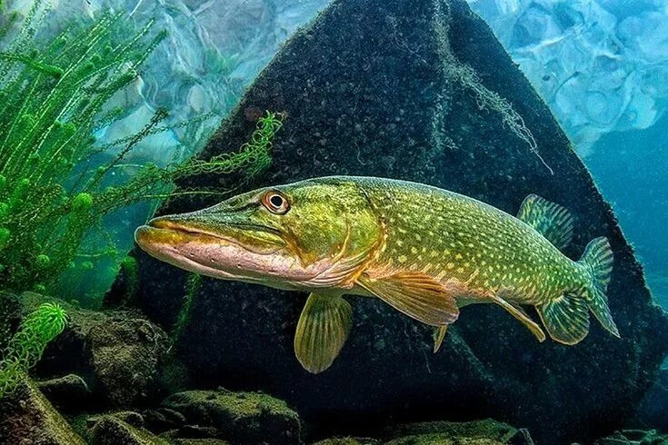 Пресноводные рыбы фото Pin on Рыбалка Underwater photographer, Underwater, Pike fish