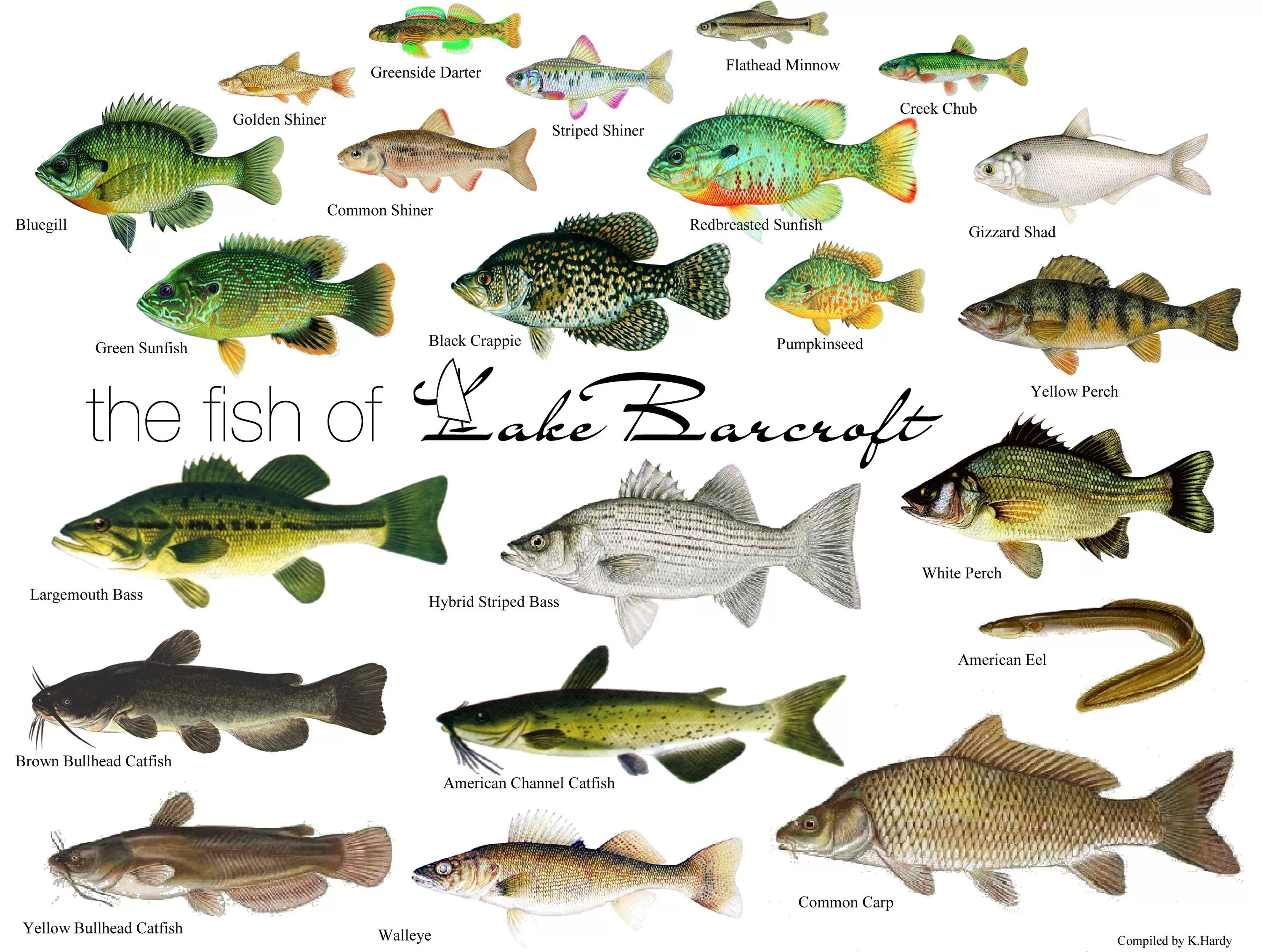 Пресноводные рыбы фото с названиями some lake water fish chart Types of fish, Fish chart, Fish