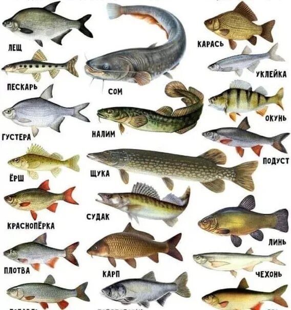 Пресноводные рыбы фото с названиями Types of fish from the encyclopedia of fishing, useful:) 2021 Рыбалка в Москве и