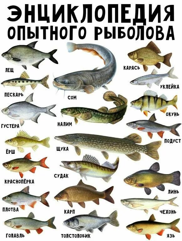 Пресноводные рыбы россии фото и названия Pin on рыбка Fish, Fishing lifestyle, Fly fishing