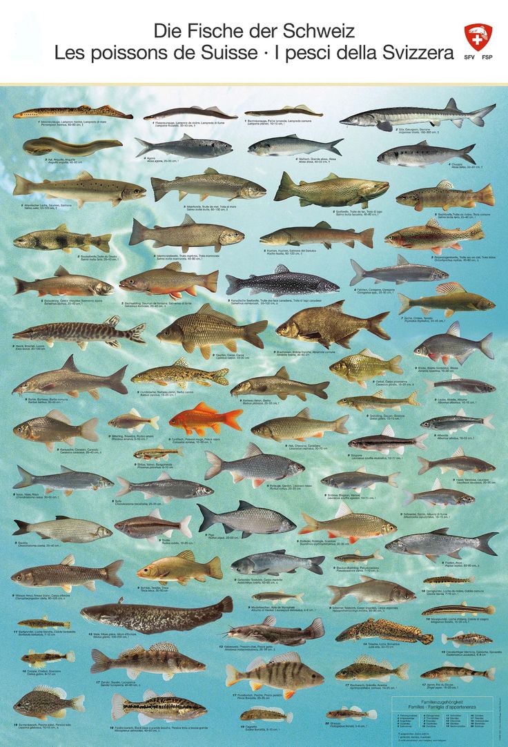 Пресноводные рыбы россии фото и названия Fishposter Fish art, Fish illustration, Animals of the world