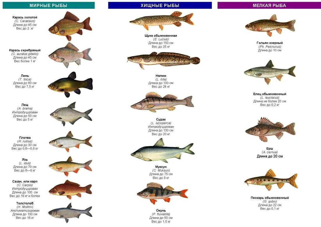 Пресноводные рыбы россии фото и названия Названия хищных рыб