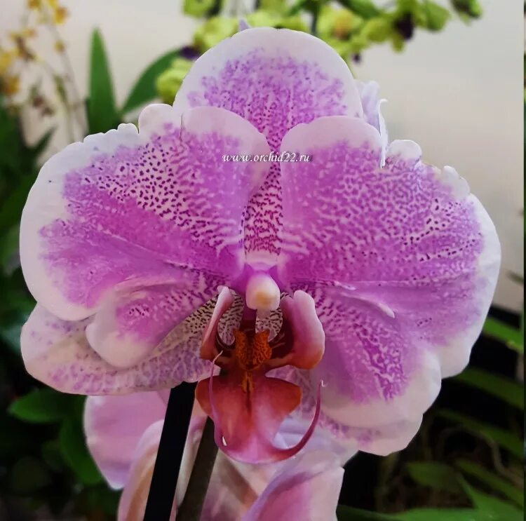 Претти романс орхидея фото Орхидея Phalaenopsis Romance (отцвёл)