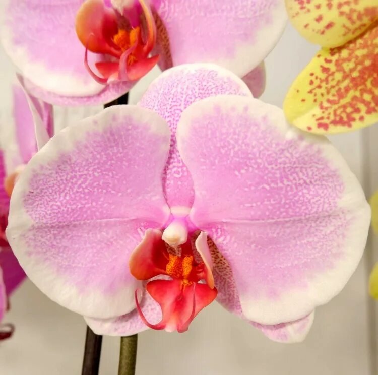 Претти романс орхидея фото Орхидея Phalaenopsis Pretty Romance (цветет, РЕАНИМАШКА)