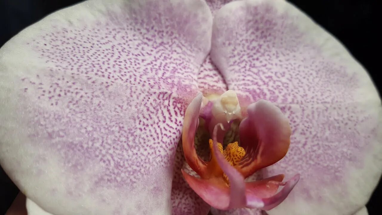 Претти романс орхидея фото #орхидеи. Пересадка цветущей орхидеи Претти Романс. - YouTube