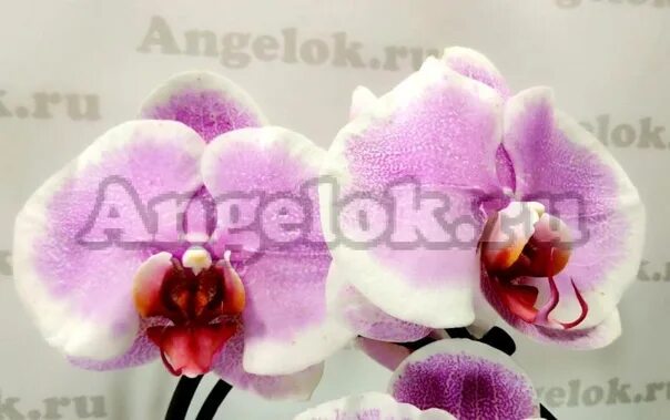 Претти романс орхидея фото Фаленопсис (Phalaenopsis Pretty Romance) Цена: 1380 рублей Доставка во все регио