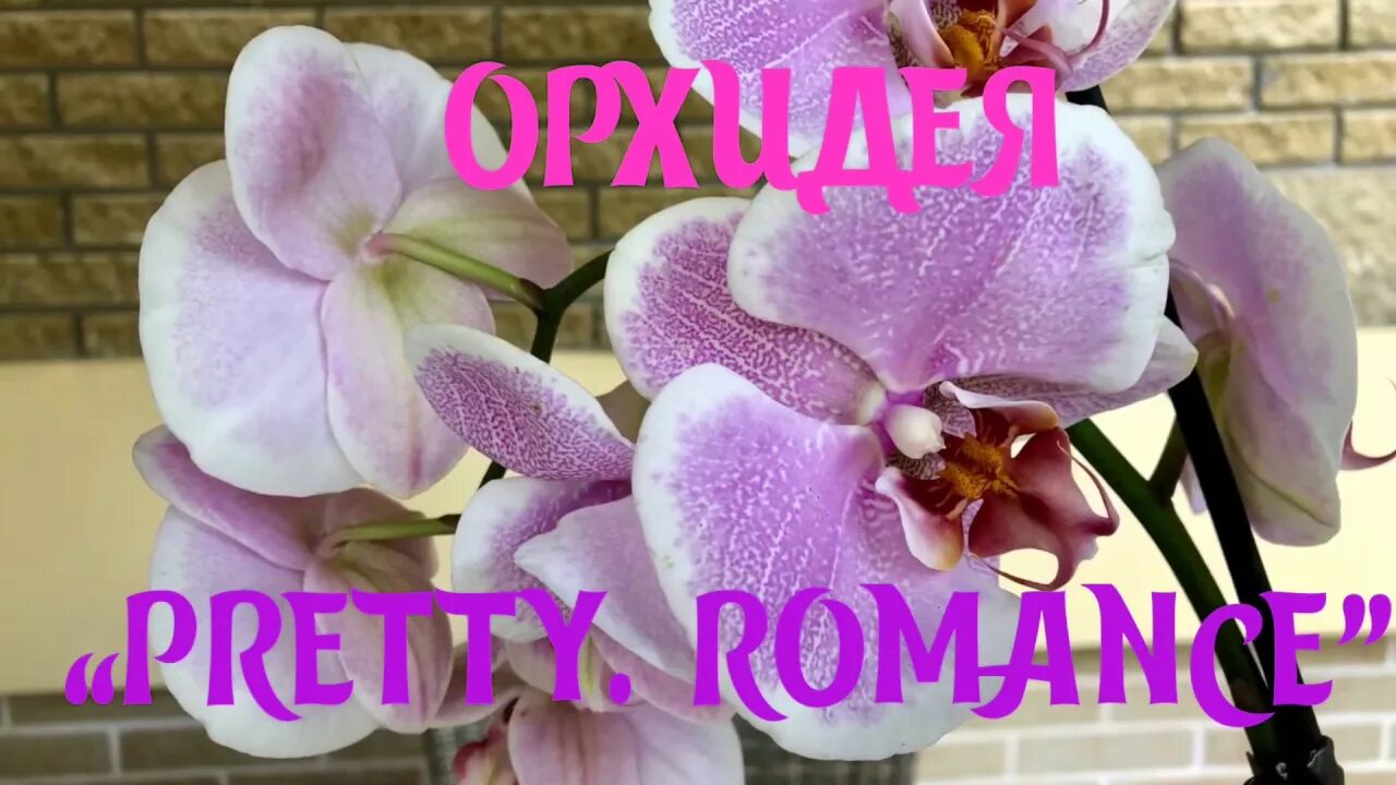 Претти романс орхидея фото и описание ОРХИДЕЯ "PRETTY ROMANCE". ОБЗОР - YouTube