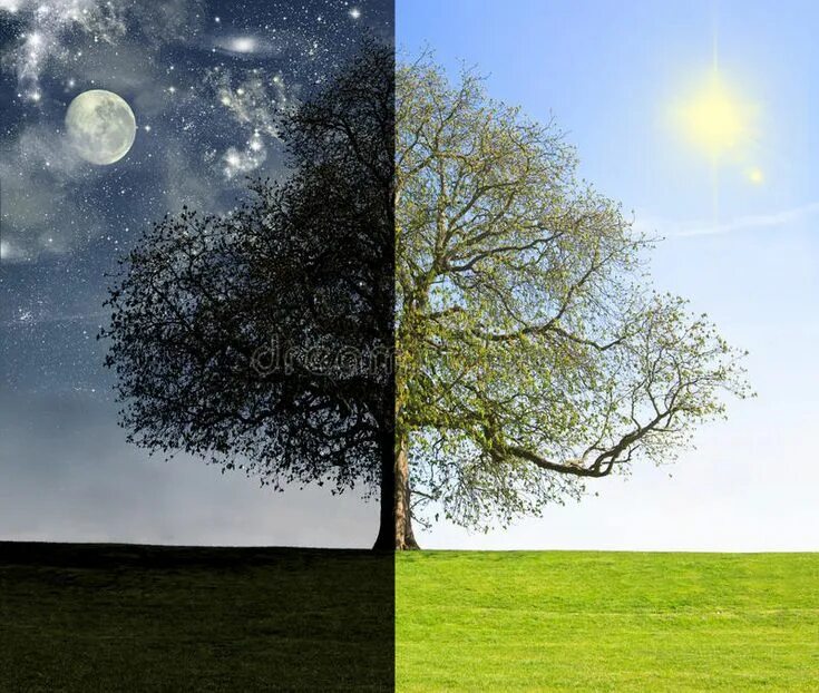 Превратить ночь в день на фото Day vs. night tree concept. Collage concept of the competition between day and n