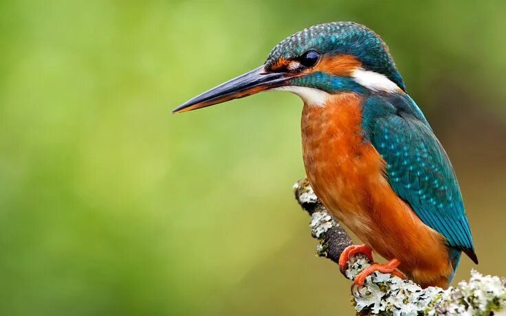 Презентация птицы фото Зимородок Common kingfisher, Kingfisher, Kingfisher bird