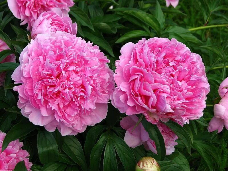 Президент вилсон пион фото Pin on Пионы Peonies, Flowers, Rose