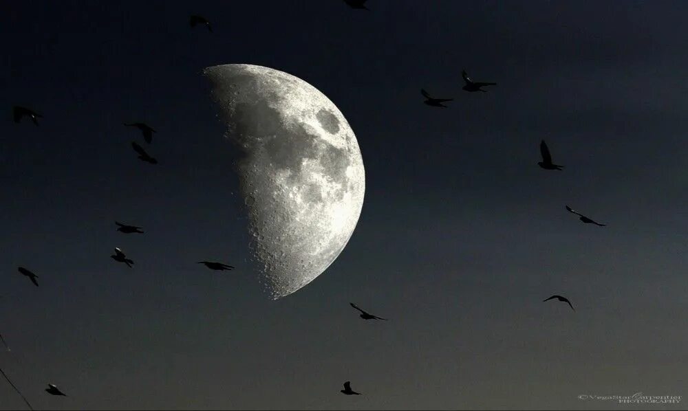 Прибывающая луна фото Magnificent Moon Rises With Soaring Birds (Photo) Space