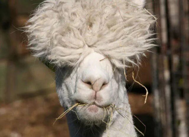 Прическа барашек мужская The Most Fabulous Alpacas Hairstyles Ever Funny animal pictures, Funny animals, 