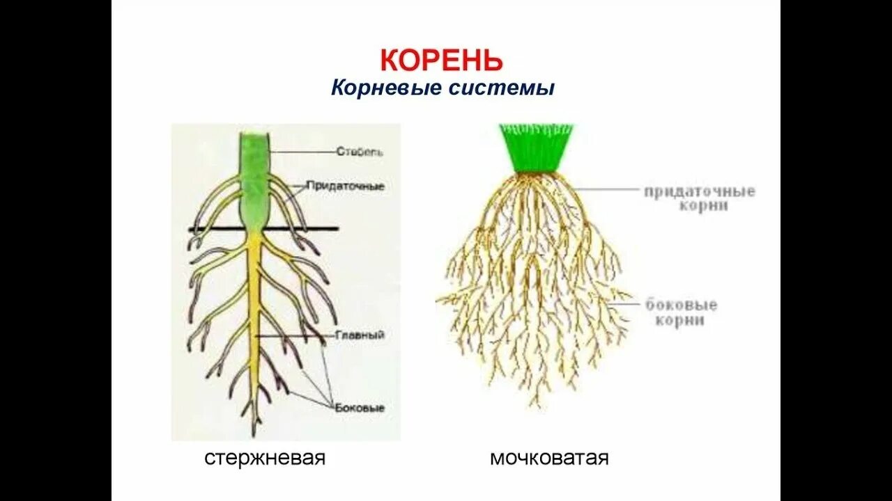 Прическа какой корень Корень - YouTube