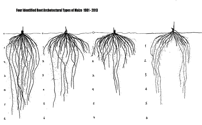 Прическа какой корень Looking at Strip-Tilled Corn From the Roots Up