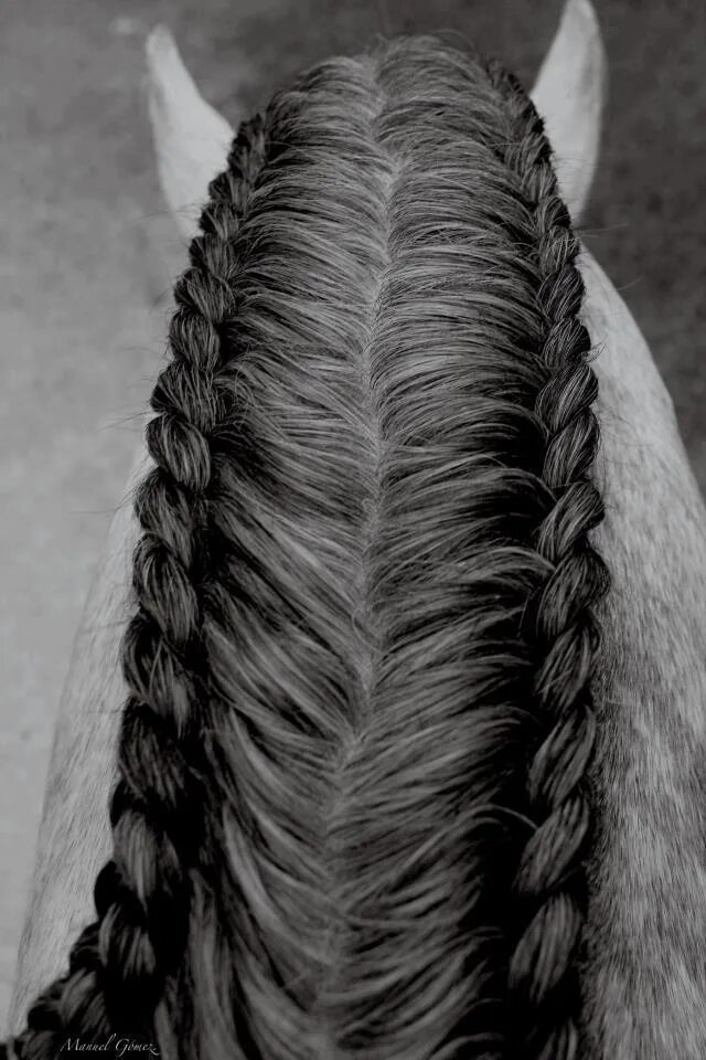 Прическа конского волоса Everything Equine : Braiding Mane/Tail Horse grooming, Horse braiding, Horse hai