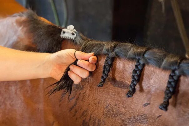 Прическа конского волоса Button Braids: How To’s and Top Tips for Your Horse’s Mane Horse braiding, Horse