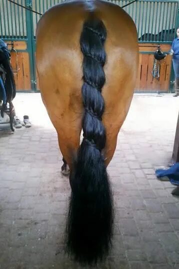 High Hopes Low Heels Horse hair, Horse braiding, Horse grooming