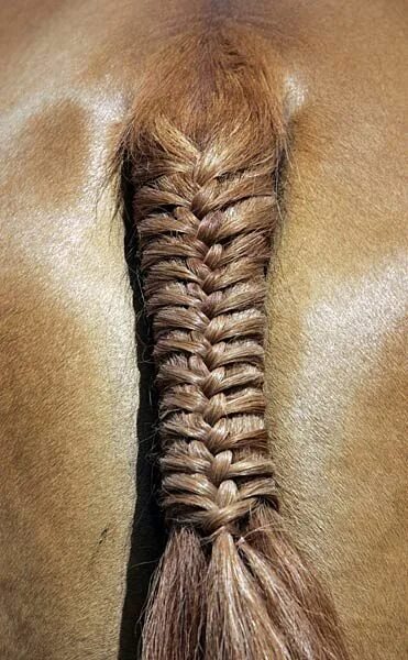 Прическа конского волоса The hottest thing in LA is a braid bar...Hey, we can do that! Horse braiding, Ho