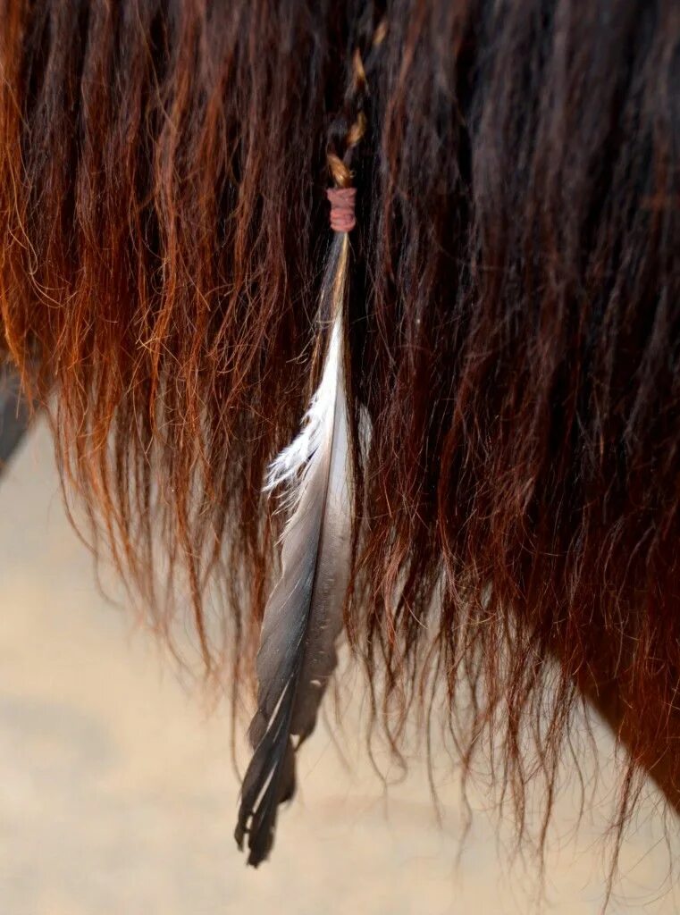 Прическа конского волоса Site Suspended - This site has stepped out for a bit Horse braiding, Horse mane,