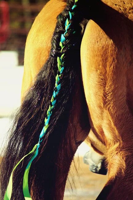 Прическа конского волоса i'm so doing this to Murphy's tail! Horse braiding, Horse tail, Tail braids