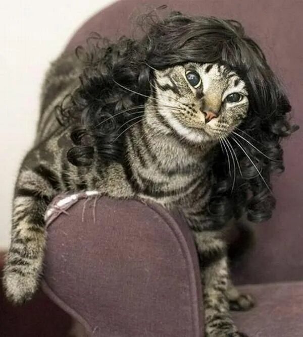 Прическа кошка фото Haven't you ever seen a cat wearing a wig before? Cute cats, Cats, Cute funny an