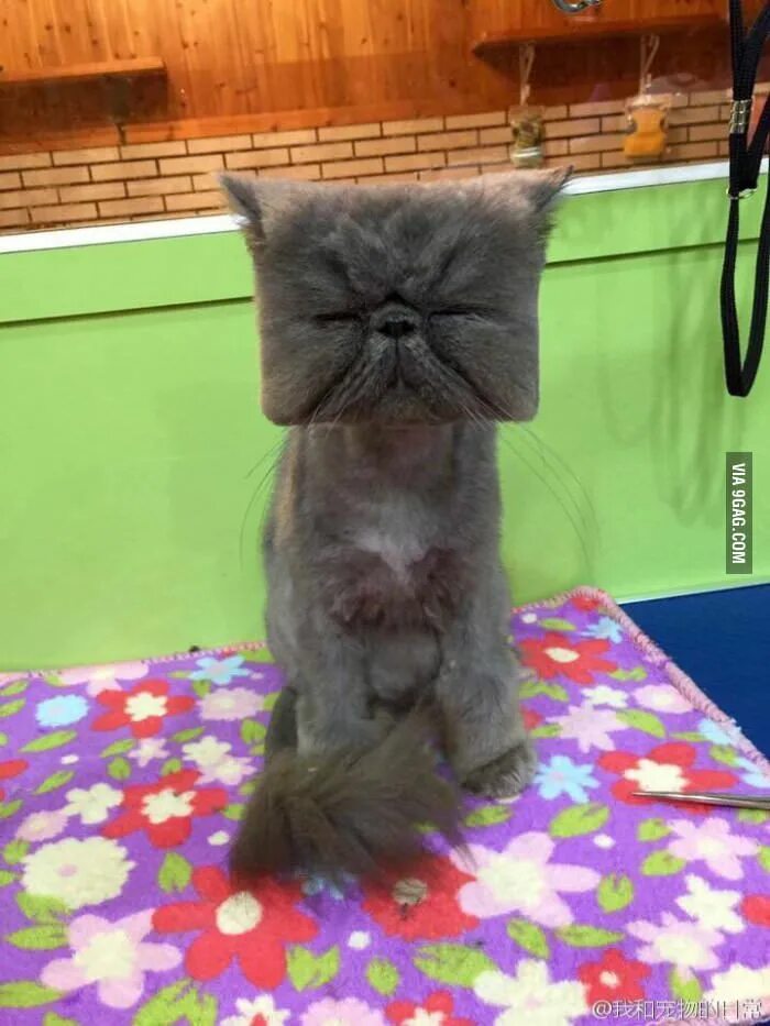 Прическа кошка фото Someone got a new haircut 囧 - Animals Funny cat pictures, Cute funny animals, Ca